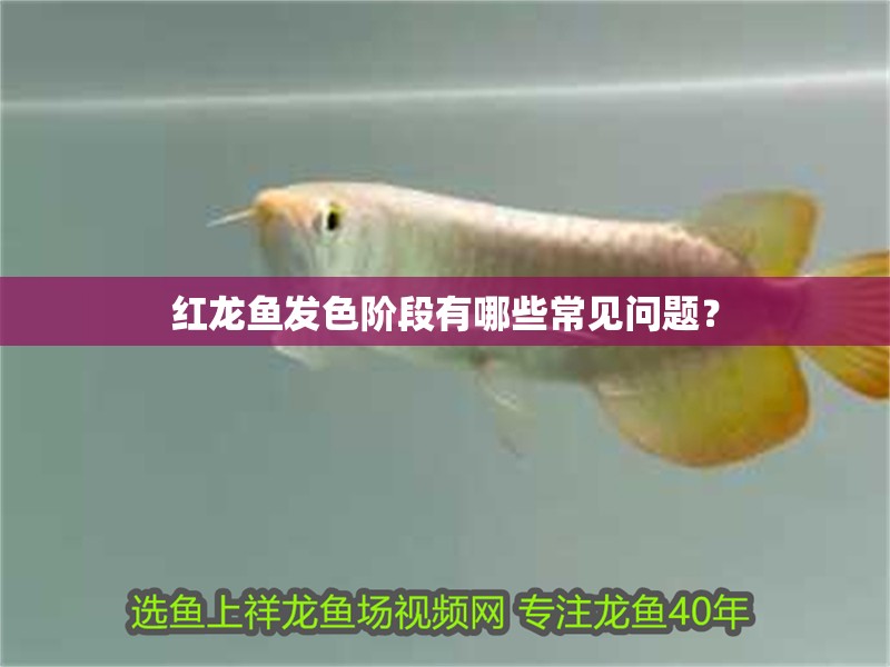 紅龍魚發(fā)色階段有哪些常見問題？