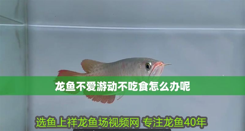 龍魚不愛游動不吃食怎么辦呢