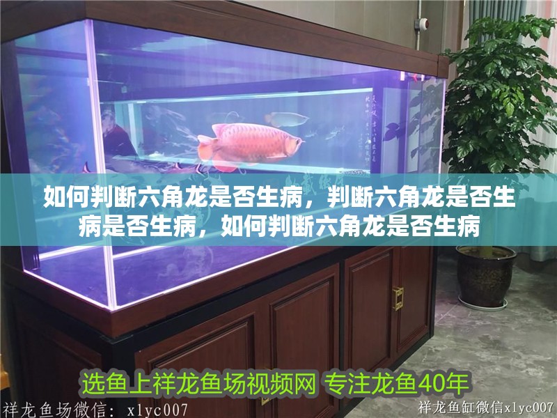 如何判斷六角龍是否生病，判斷六角龍是否生病是否生病，如何判斷六角龍是否生病