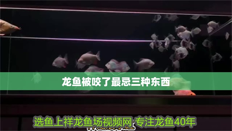 龍魚被咬了最忌三種東西