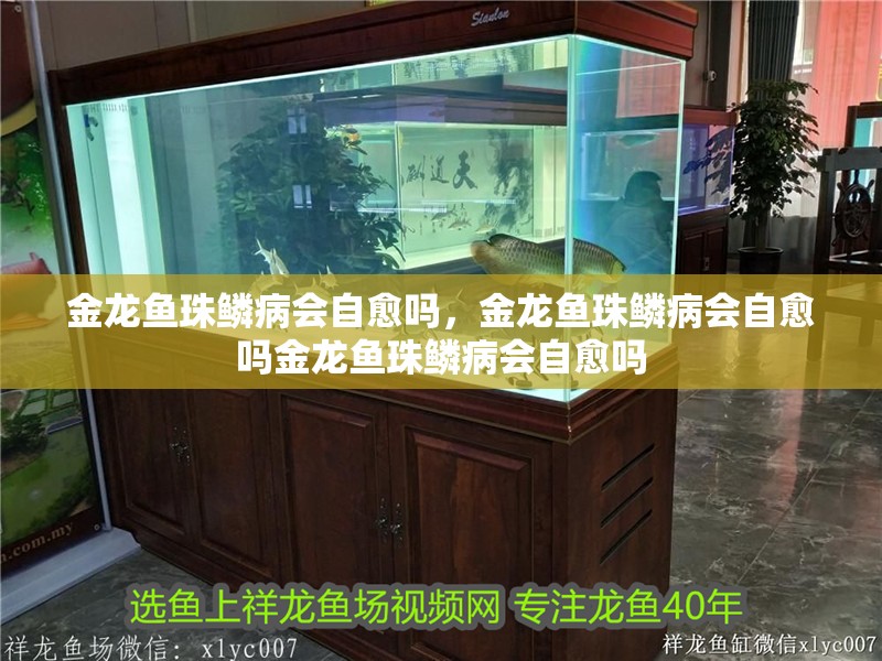 金龍魚珠鱗病會自愈嗎，金龍魚珠鱗病會自愈嗎金龍魚珠鱗病會自愈嗎
