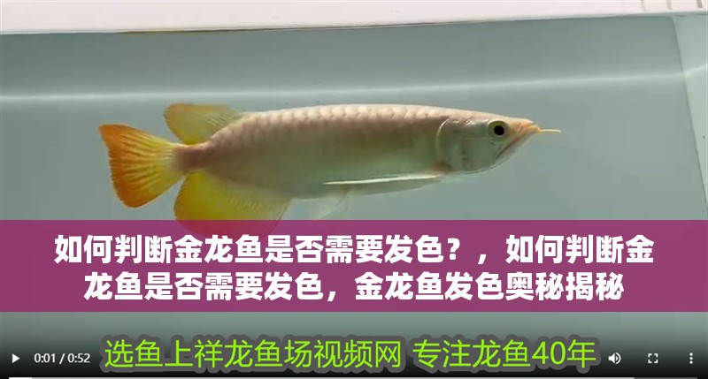 如何判斷金龍魚是否需要發色？，如何判斷金龍魚是否需要發色，金龍魚發色奧秘揭秘