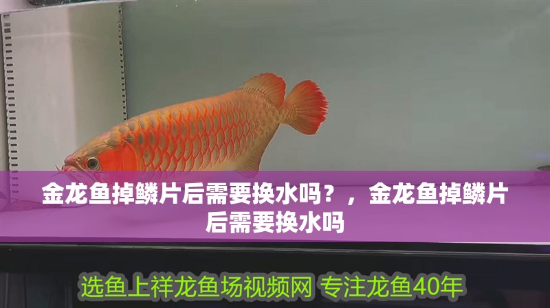 金龍魚掉鱗片后需要換水嗎？，金龍魚掉鱗片后需要換水嗎
