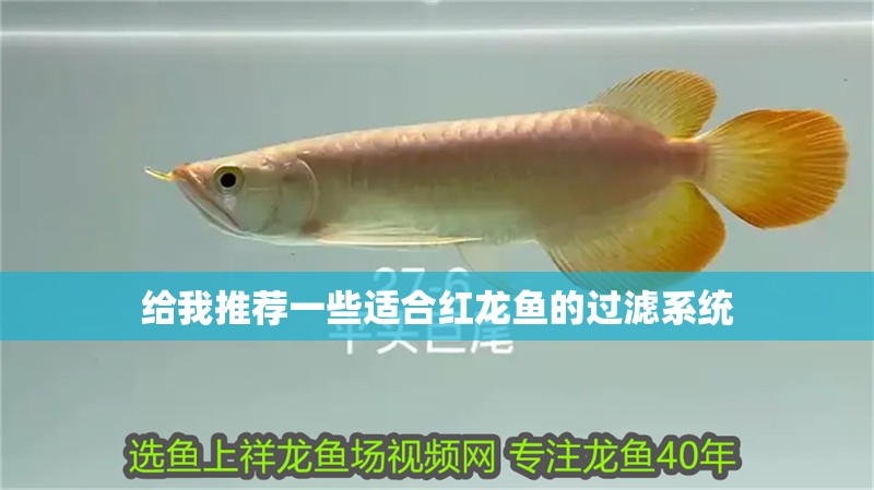 給我推薦一些適合紅龍魚的過濾系統