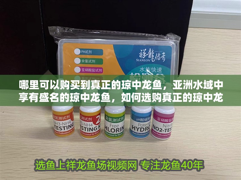 哪里可以購買到真正的瓊中龍魚，亞洲水域中享有盛名的瓊中龍魚，如何選購真正的瓊中龍魚