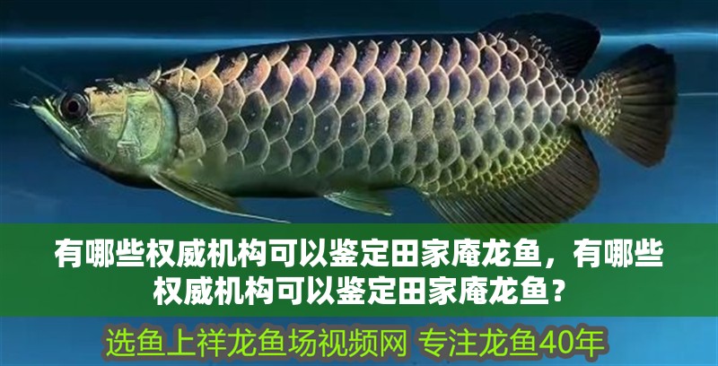 有哪些權威機構可以鑒定田家庵龍魚，有哪些權威機構可以鑒定田家庵龍魚？
