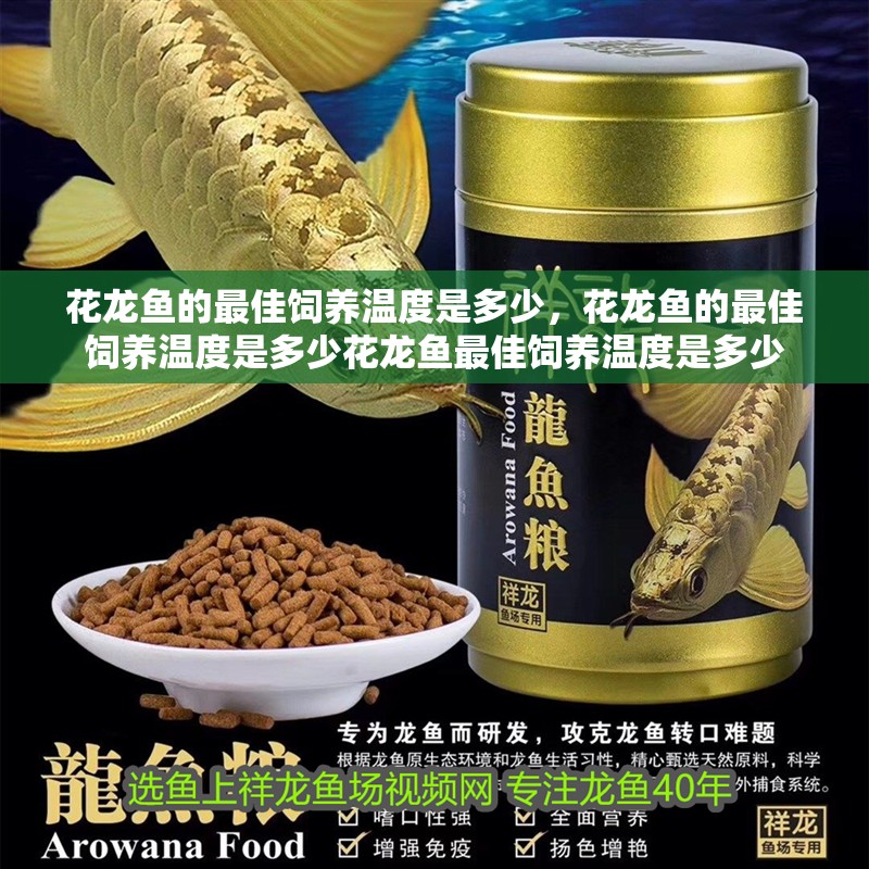 花龍魚的最佳飼養溫度是多少，花龍魚的最佳飼養溫度是多少花龍魚最佳飼養溫度是多少