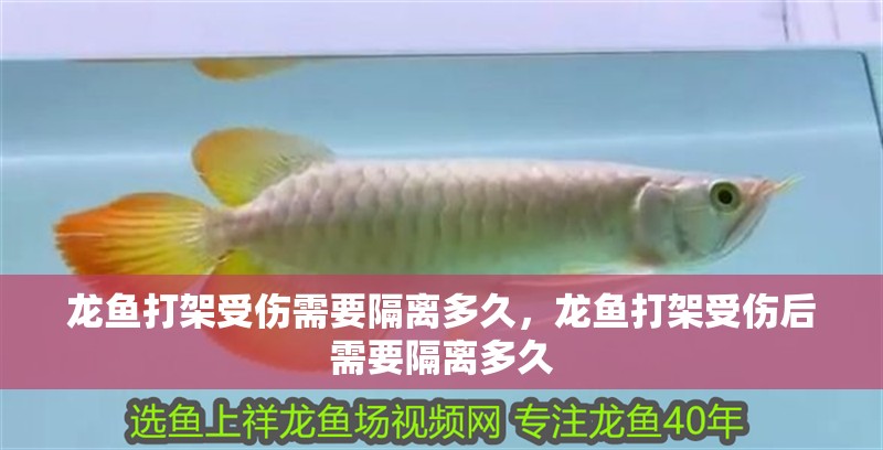 龍魚打架受傷需要隔離多久，龍魚打架受傷后需要隔離多久