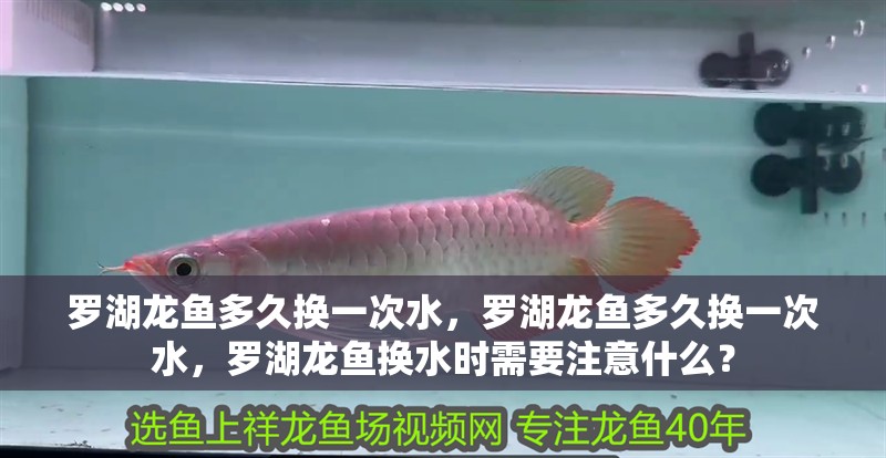 羅湖龍魚多久換一次水，羅湖龍魚多久換一次水，羅湖龍魚換水時(shí)需要注意什么？