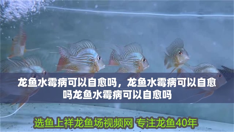 龍魚水霉病可以自愈嗎，龍魚水霉病可以自愈嗎龍魚水霉病可以自愈嗎