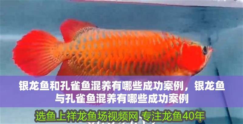 銀龍魚和孔雀魚混養(yǎng)有哪些成功案例，銀龍魚與孔雀魚混養(yǎng)有哪些成功案例