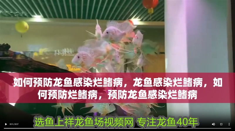 如何預防龍魚感染爛鰭病，龍魚感染爛鰭病，如何預防爛鰭病，預防龍魚感染爛鰭病