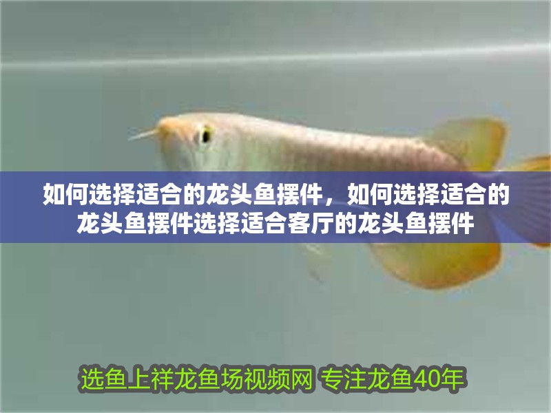 如何選擇適合的龍頭魚擺件，如何選擇適合的龍頭魚擺件選擇適合客廳的龍頭魚擺件