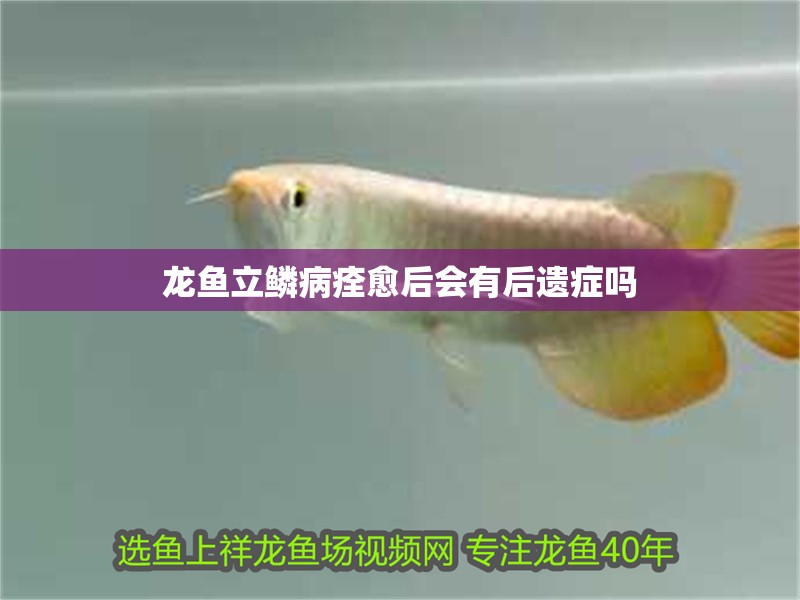龍魚立鱗病痊愈后會有后遺癥嗎
