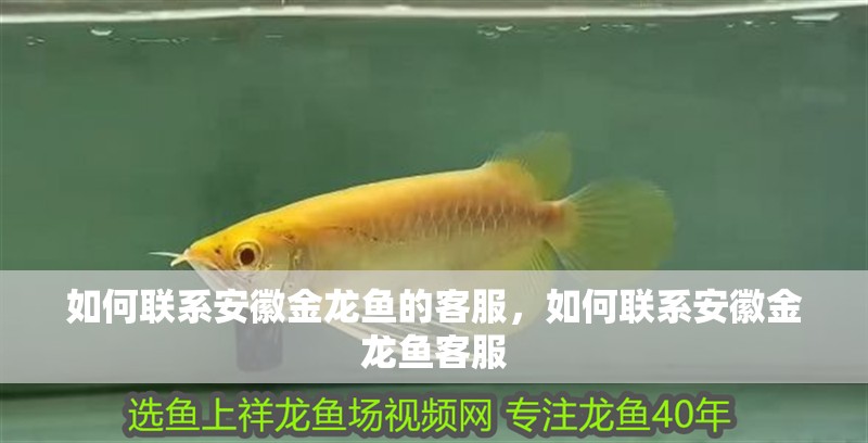 如何聯(lián)系安徽金龍魚的客服，如何聯(lián)系安徽金龍魚客服