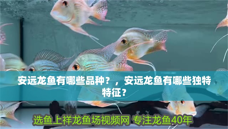 安遠龍魚有哪些品種？，安遠龍魚有哪些獨特特征？