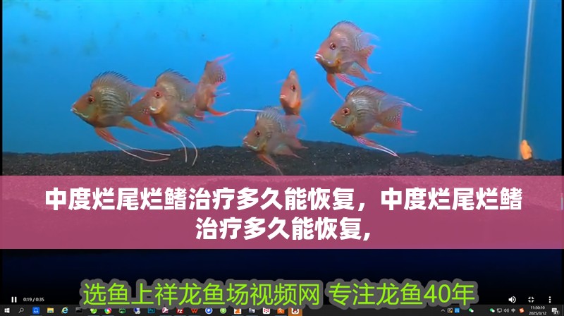 中度爛尾爛鰭治療多久能恢復，中度爛尾爛鰭治療多久能恢復,