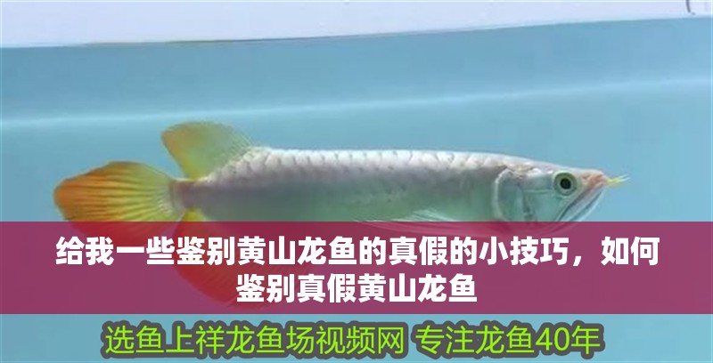 給我一些鑒別黃山龍魚的真假的小技巧，如何鑒別真假黃山龍魚