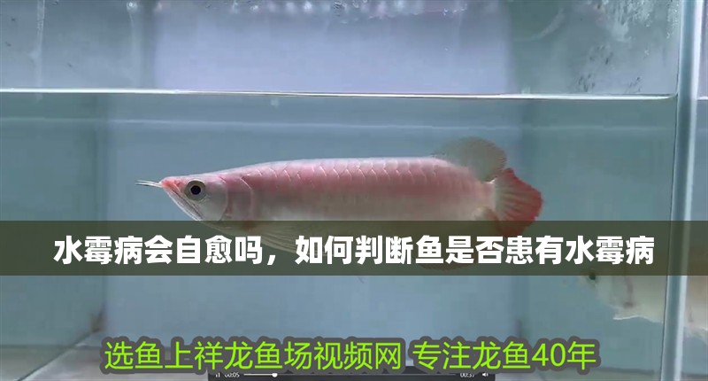 水霉病會自愈嗎，如何判斷魚是否患有水霉病
