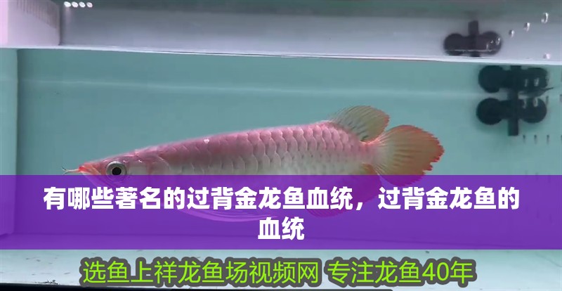 有哪些著名的過背金龍魚血統，過背金龍魚的血統