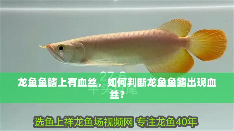 龍魚魚鰭上有血絲，如何判斷龍魚魚鰭出現血絲？
