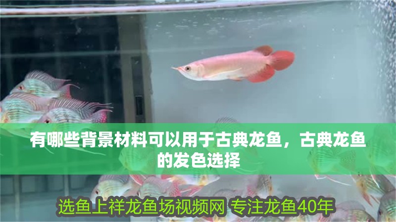 有哪些背景材料可以用于古典龍魚，古典龍魚的發色選擇
