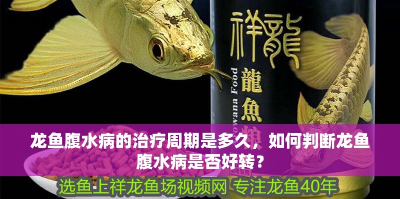 龍魚腹水病的治療周期是多久，如何判斷龍魚腹水病是否好轉？