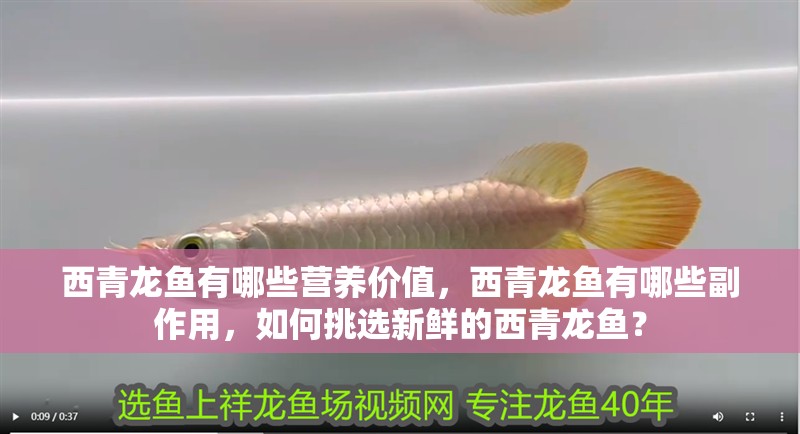 西青龍魚(yú)有哪些營(yíng)養(yǎng)價(jià)值，西青龍魚(yú)有哪些副作用，如何挑選新鮮的西青龍魚(yú)？