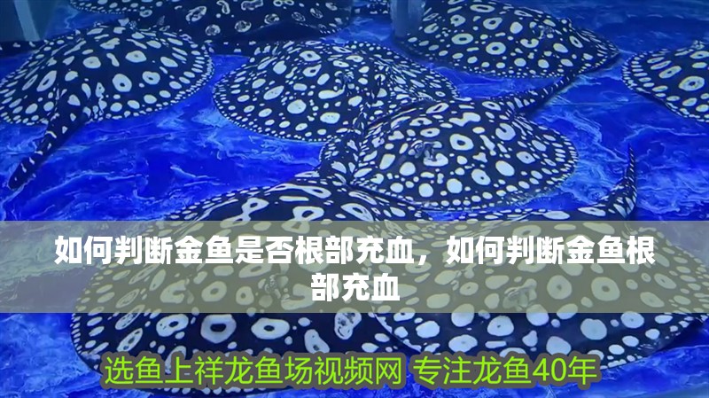 如何判斷金魚是否根部充血，如何判斷金魚根部充血