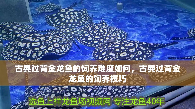 古典過背金龍魚的飼養(yǎng)難度如何，古典過背金龍魚的飼養(yǎng)技巧