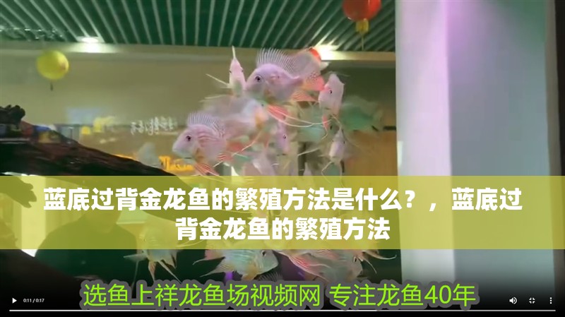 藍底過背金龍魚的繁殖方法是什么？，藍底過背金龍魚的繁殖方法