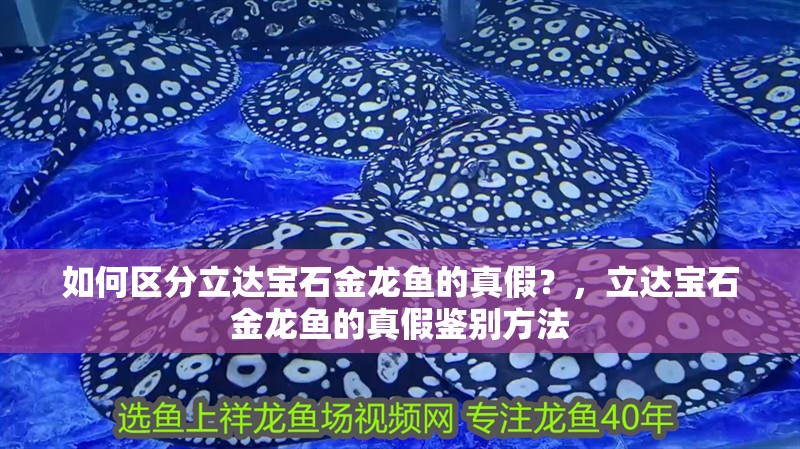 如何區分立達寶石金龍魚的真假？，立達寶石金龍魚的真假鑒別方法