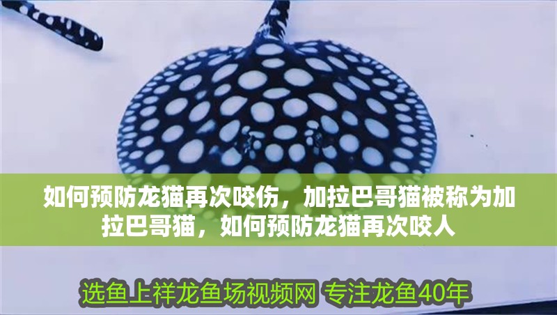 如何預(yù)防龍貓再次咬傷，加拉巴哥貓被稱為加拉巴哥貓，如何預(yù)防龍貓再次咬人