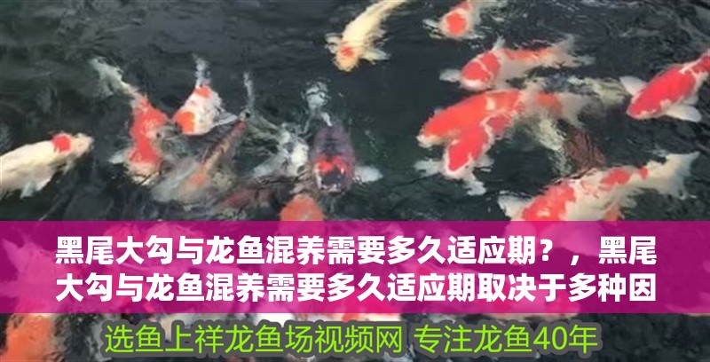 黑尾大勾與龍魚混養(yǎng)需要多久適應(yīng)期？，黑尾大勾與龍魚混養(yǎng)需要多久適應(yīng)期取決于多種因素