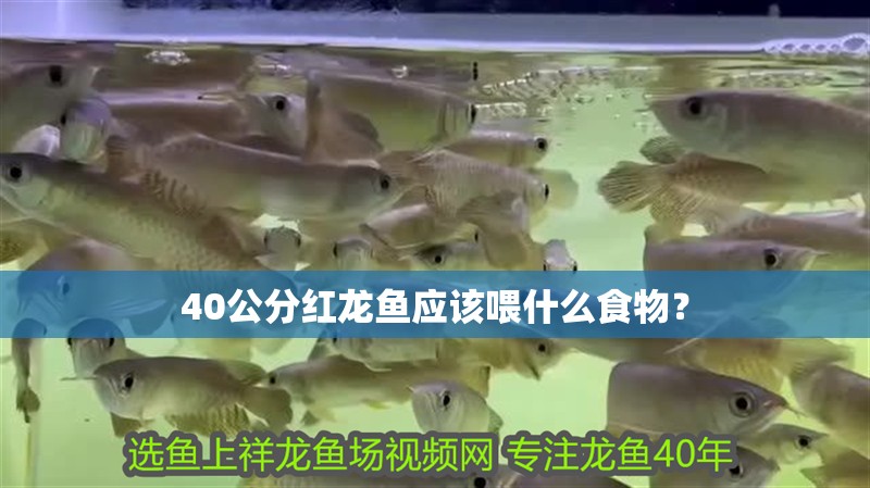 40公分紅龍魚應(yīng)該喂什么食物？