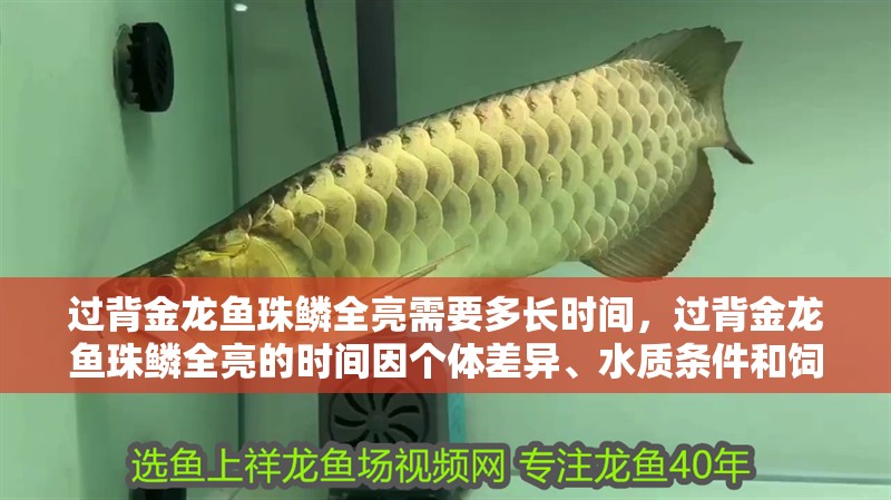 過背金龍魚珠鱗全亮需要多長時間，過背金龍魚珠鱗全亮的時間因個體差異、水質條件和飼養環境等因素而異