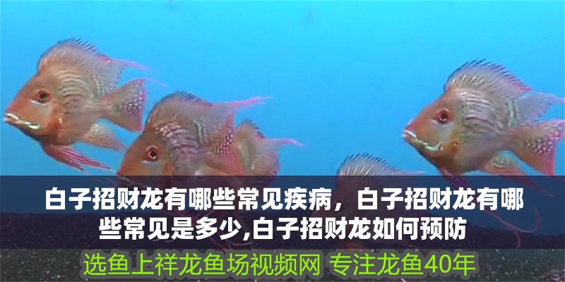 白子招財龍有哪些常見疾病，白子招財龍有哪些常見是多少,白子招財龍如何預防