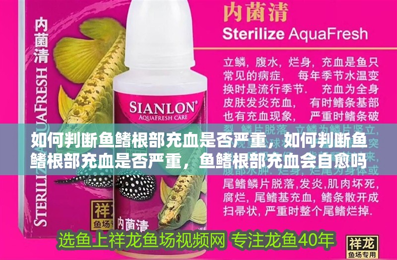 如何判斷魚鰭根部充血是否嚴重，如何判斷魚鰭根部充血是否嚴重，魚鰭根部充血會自愈嗎