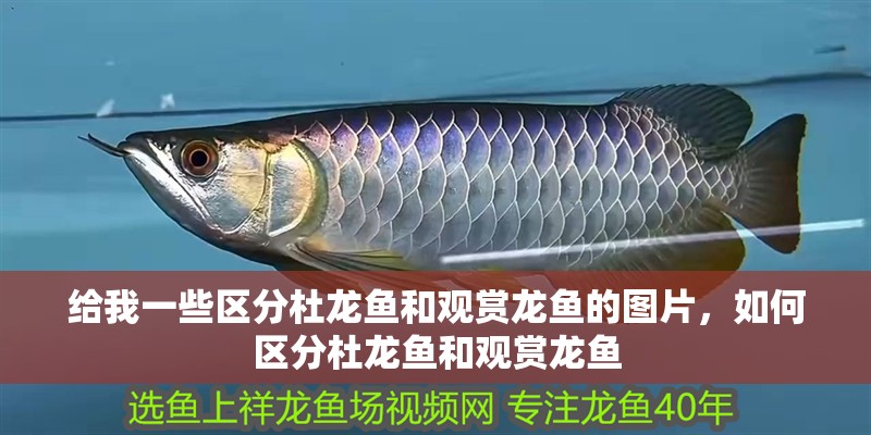 給我一些區分杜龍魚和觀賞龍魚的圖片，如何區分杜龍魚和觀賞龍魚