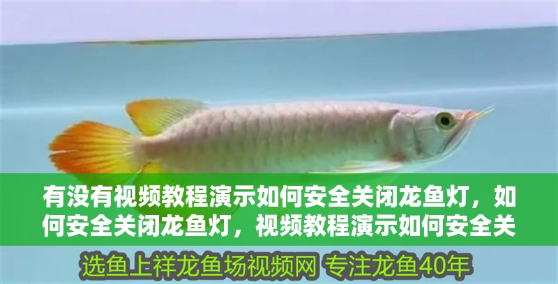 有沒有視頻教程演示如何安全關閉龍魚燈，如何安全關閉龍魚燈，視頻教程演示如何安全關閉龍魚燈
