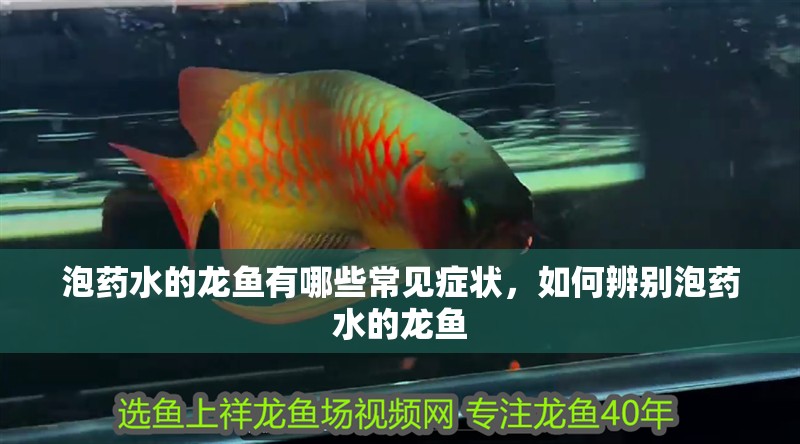 泡藥水的龍魚有哪些常見癥狀，如何辨別泡藥水的龍魚