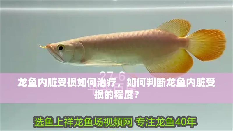 龍魚內臟受損如何治療，如何判斷龍魚內臟受損的程度？