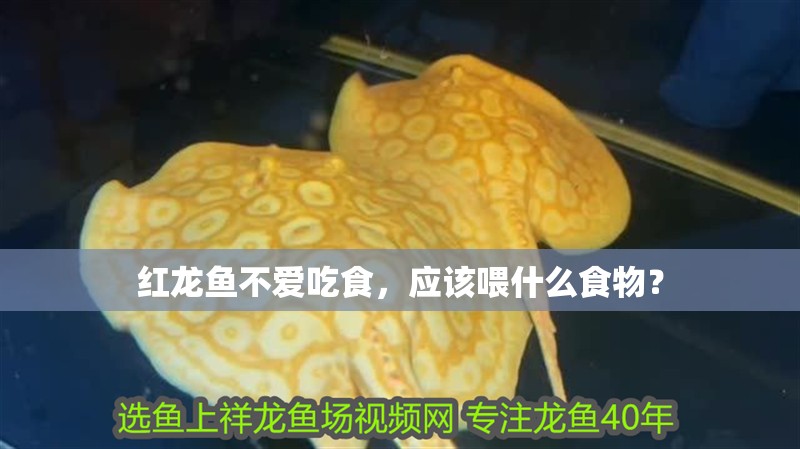 紅龍魚不愛吃食，應該喂什么食物？