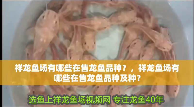 祥龍魚場有哪些在售龍魚品種？，祥龍魚場有哪些在售龍魚品種及種？