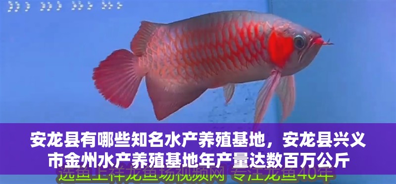 安龍縣有哪些知名水產(chǎn)養(yǎng)殖基地，安龍縣興義市金州水產(chǎn)養(yǎng)殖基地年產(chǎn)量達數(shù)百萬公斤