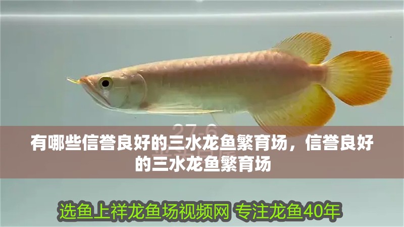 有哪些信譽良好的三水龍魚繁育場，信譽良好的三水龍魚繁育場