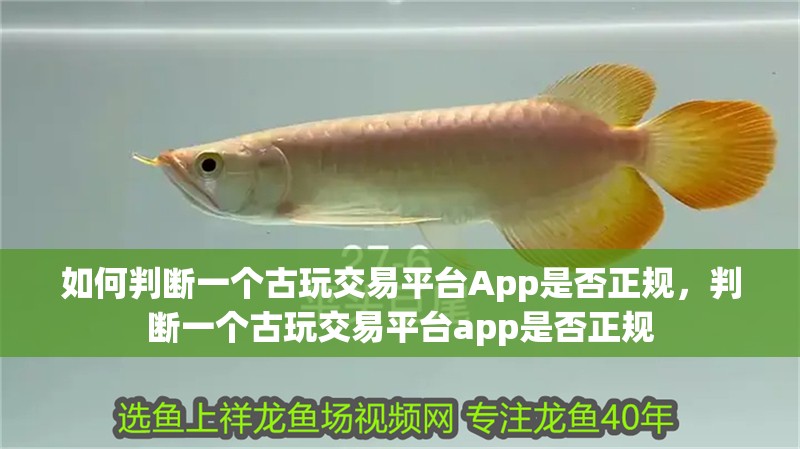 如何判斷一個古玩交易平臺App是否正規，判斷一個古玩交易平臺app是否正規