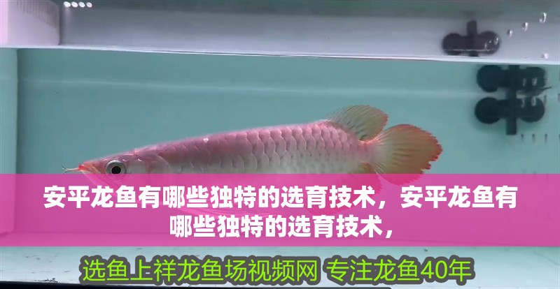 安平龍魚有哪些獨特的選育技術，安平龍魚有哪些獨特的選育技術，