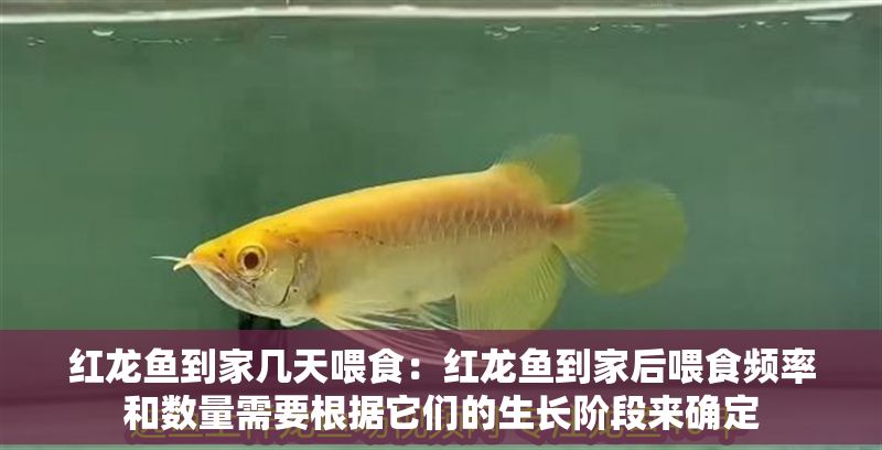 紅龍魚到家幾天喂食：紅龍魚到家后喂食頻率和數量需要根據它們的生長階段來確定