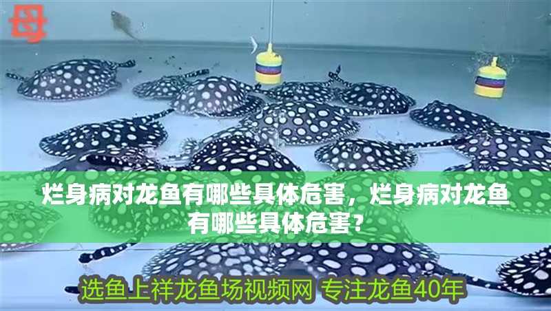 爛身病對龍魚有哪些具體危害，爛身病對龍魚有哪些具體危害？